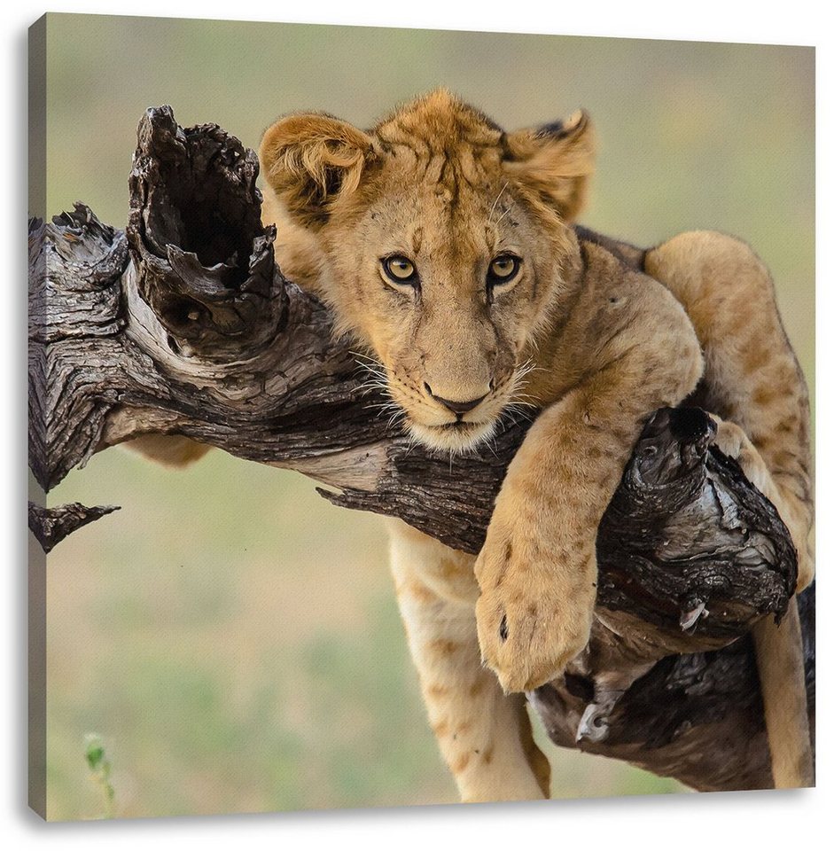 Pixxprint Leinwandbild Junger Löwe in der Natur, Junger Löwe in der Natur (1 St), Leinwandbild fertig bespannt, inkl. Zackenaufhänger von Pixxprint