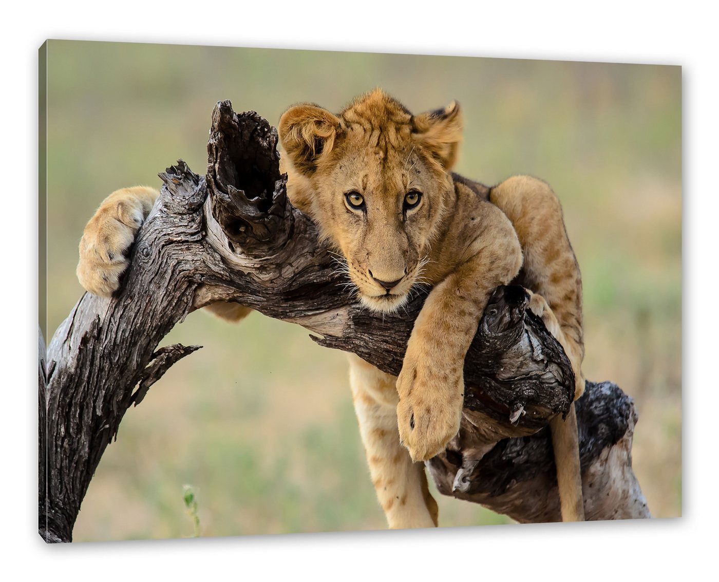 Pixxprint Leinwandbild Junger Löwe in der Natur, Junger Löwe in der Natur (1 St), Leinwandbild fertig bespannt, inkl. Zackenaufhänger von Pixxprint
