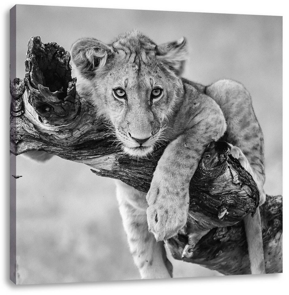 Pixxprint Leinwandbild Löwe in der Natur, Löwe in der Natur (1 St), Leinwandbild fertig bespannt, inkl. Zackenaufhänger von Pixxprint