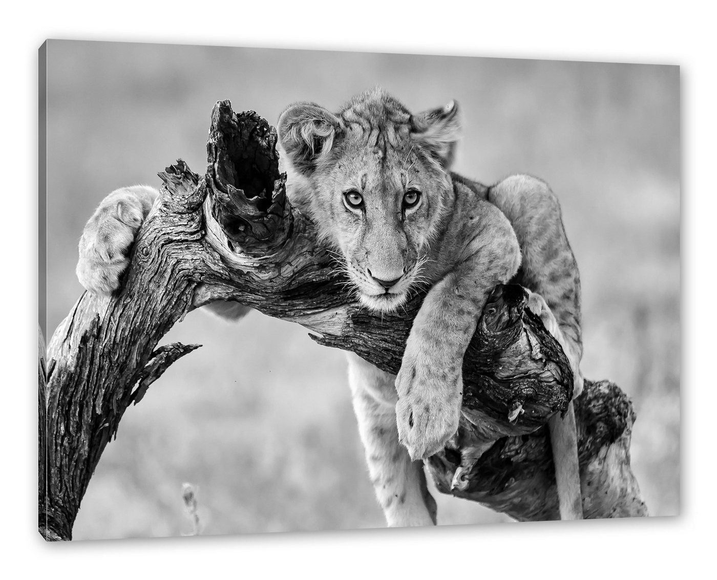 Pixxprint Leinwandbild Löwe in der Natur, Löwe in der Natur (1 St), Leinwandbild fertig bespannt, inkl. Zackenaufhänger von Pixxprint