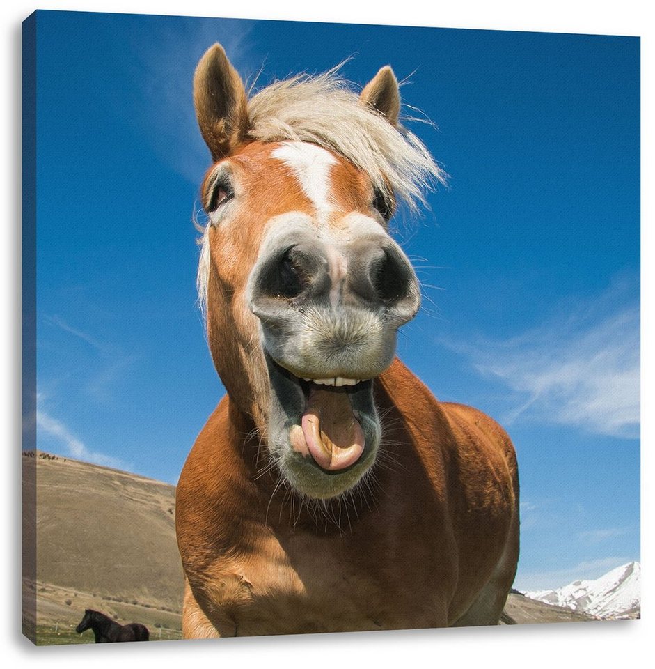 Pixxprint Leinwandbild Lustiges Pferd in der Natur, Lustiges Pferd in der Natur (1 St), Leinwandbild fertig bespannt, inkl. Zackenaufhänger von Pixxprint