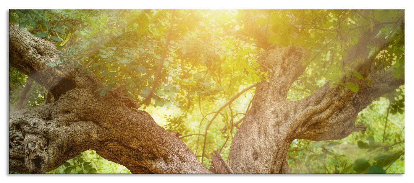 Pixxprint Glasbild Mächtiger Baum im Wald, Mächtiger Baum im Wald (1 St), Glasbild aus Echtglas, inkl. Aufhängungen und Abstandshalter von Pixxprint