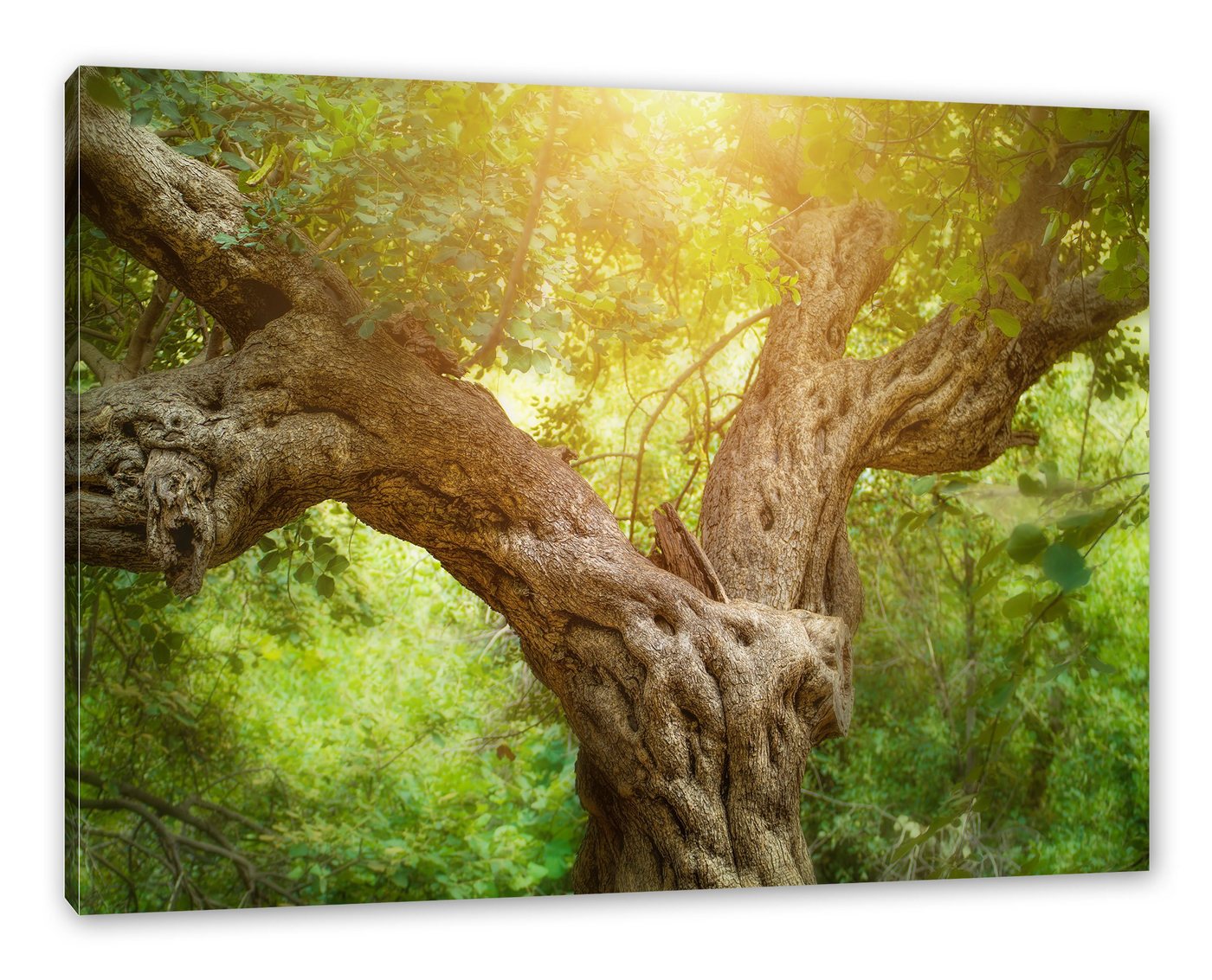 Pixxprint Leinwandbild Mächtiger Baum im Wald, Mächtiger Baum im Wald (1 St), Leinwandbild fertig bespannt, inkl. Zackenaufhänger von Pixxprint
