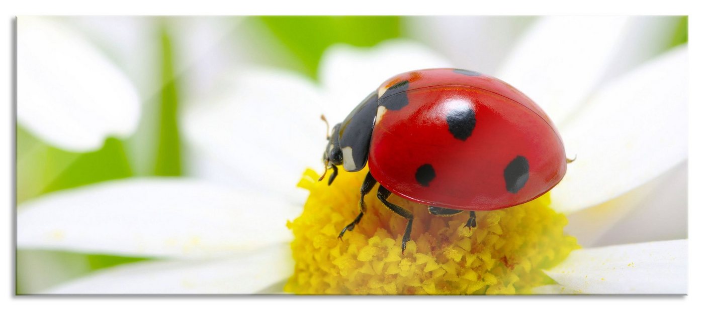 Pixxprint Glasbild Marienkäfer auf Gänseblümchen, Marienkäfer auf Gänseblümchen (1 St), Glasbild aus Echtglas, inkl. Aufhängungen und Abstandshalter von Pixxprint