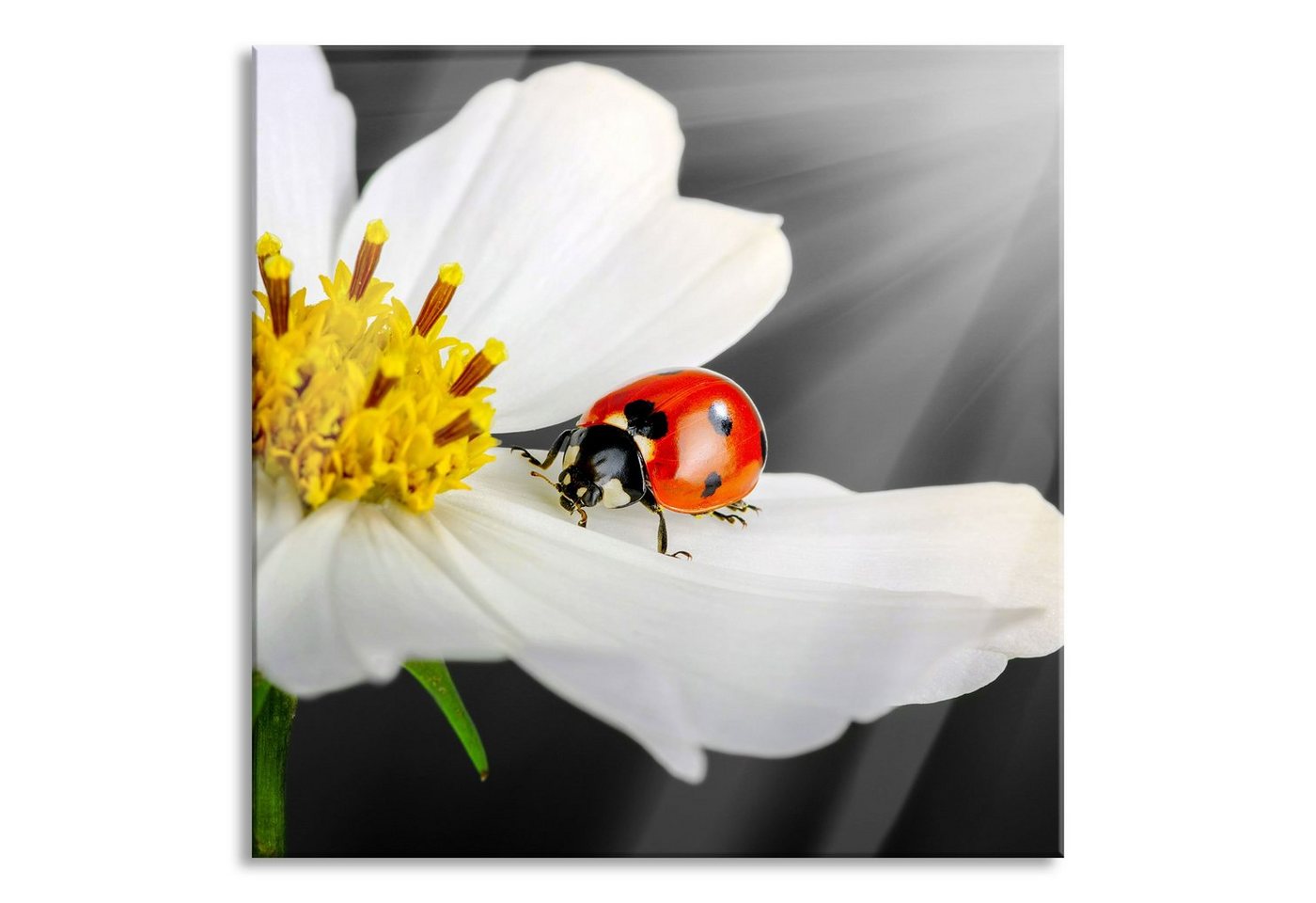 Pixxprint Glasbild Marienkäfer auf einer weißen Blume, Marienkäfer auf einer weißen Blume (1 St), Glasbild aus Echtglas, inkl. Aufhängungen und Abstandshalter von Pixxprint