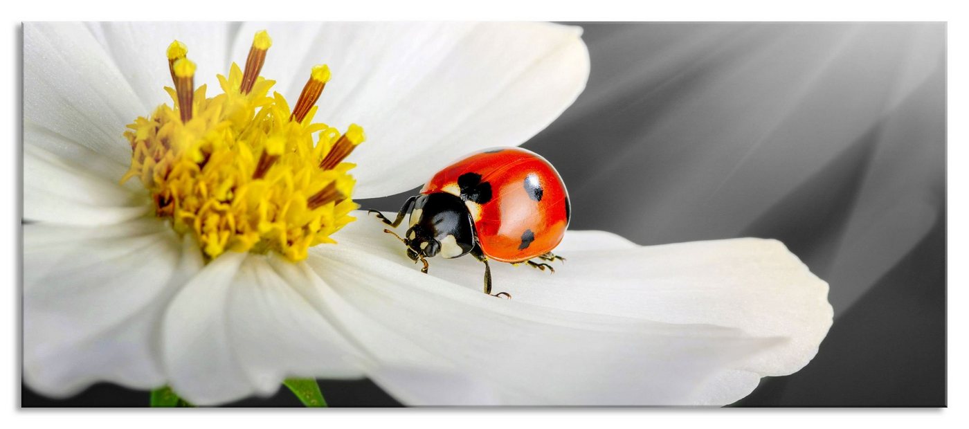 Pixxprint Glasbild Marienkäfer auf einer weißen Blume, Marienkäfer auf einer weißen Blume (1 St), Glasbild aus Echtglas, inkl. Aufhängungen und Abstandshalter von Pixxprint