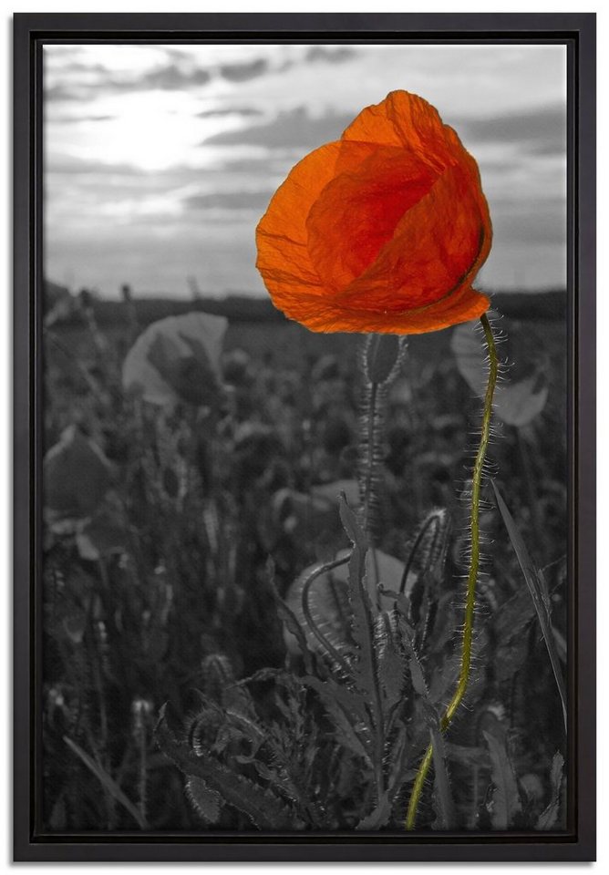 Pixxprint Leinwandbild Mohnfeld, Wanddekoration (1 St), Leinwandbild fertig bespannt, in einem Schattenfugen-Bilderrahmen gefasst, inkl. Zackenaufhänger von Pixxprint