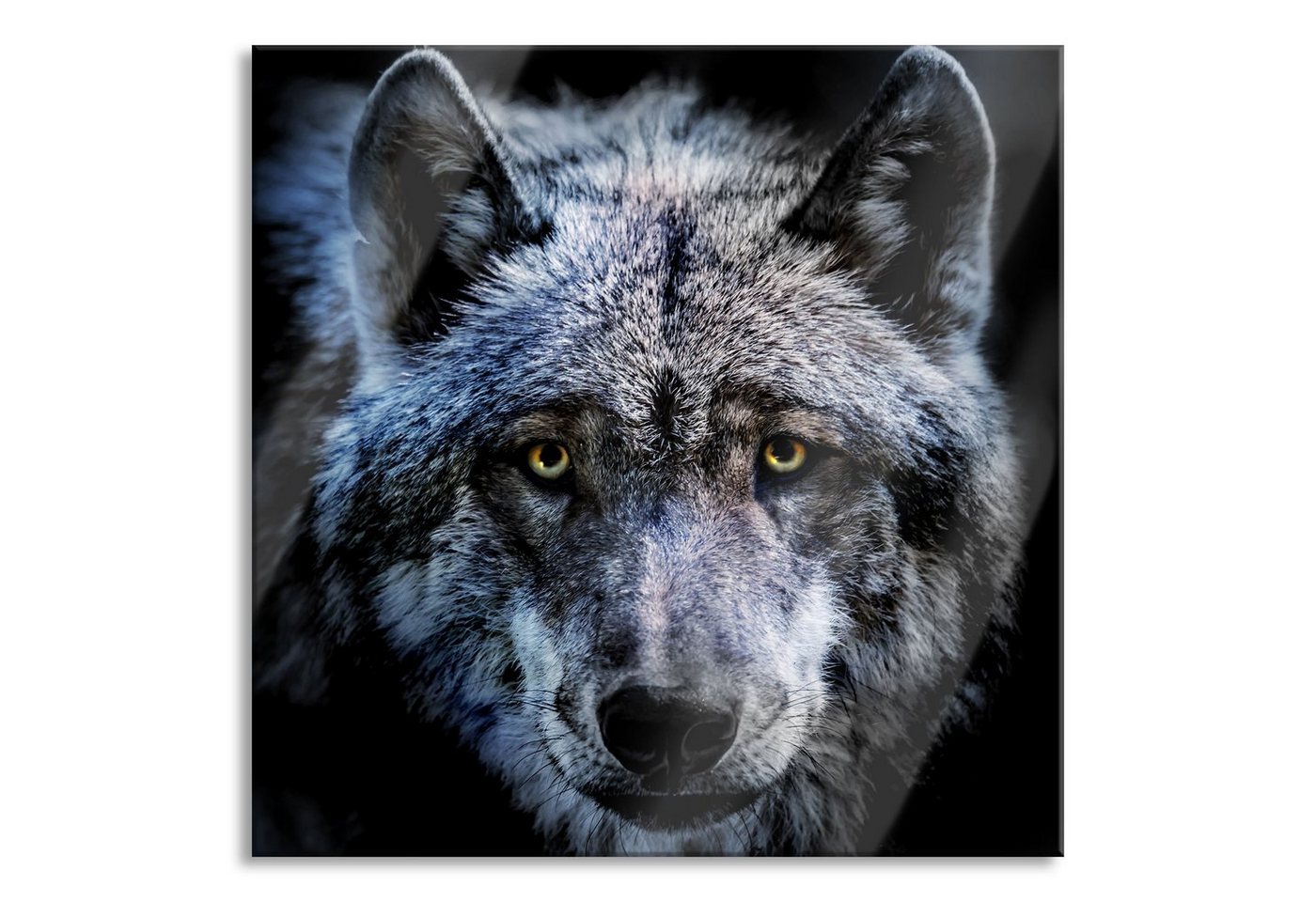 Pixxprint Glasbild Nahaufnahme Wolf mit gelben Augen, Nahaufnahme Wolf mit gelben Augen (1 St), Glasbild aus Echtglas, inkl. Aufhängungen und Abstandshalter von Pixxprint