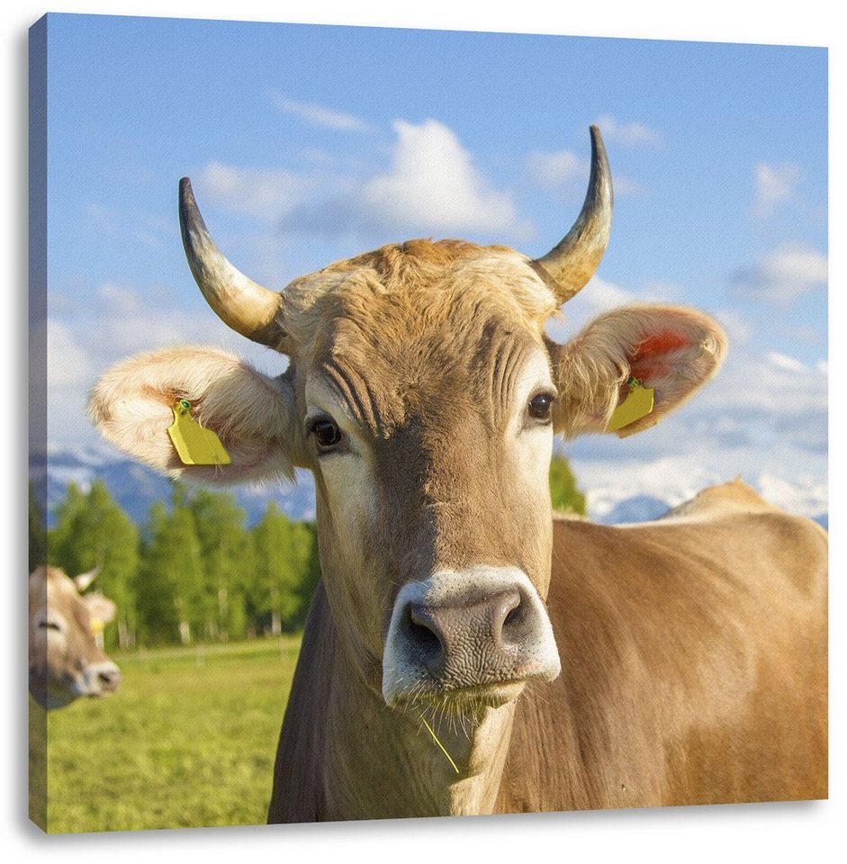 Pixxprint Leinwandbild Neugierige Kuh auf Weide im Allgäu, Neugierige Kuh auf Weide im Allgäu (1 St), Leinwandbild fertig bespannt, inkl. Zackenaufhänger von Pixxprint