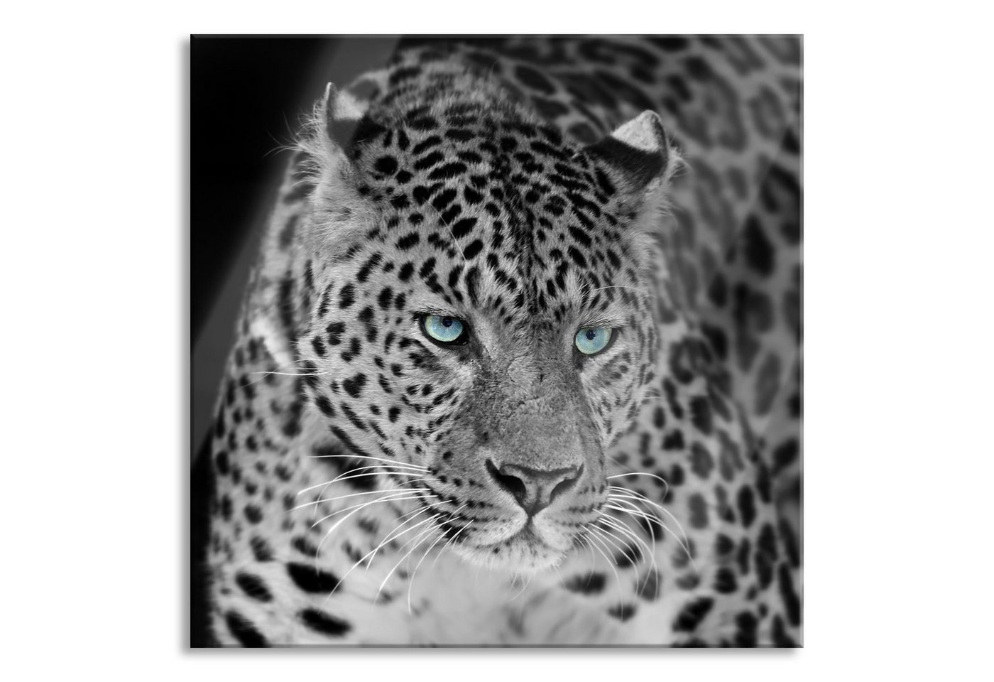 Pixxprint Glasbild Prächtiger Leopard, Prächtiger Leopard (1 St), Glasbild aus Echtglas, inkl. Aufhängungen und Abstandshalter von Pixxprint