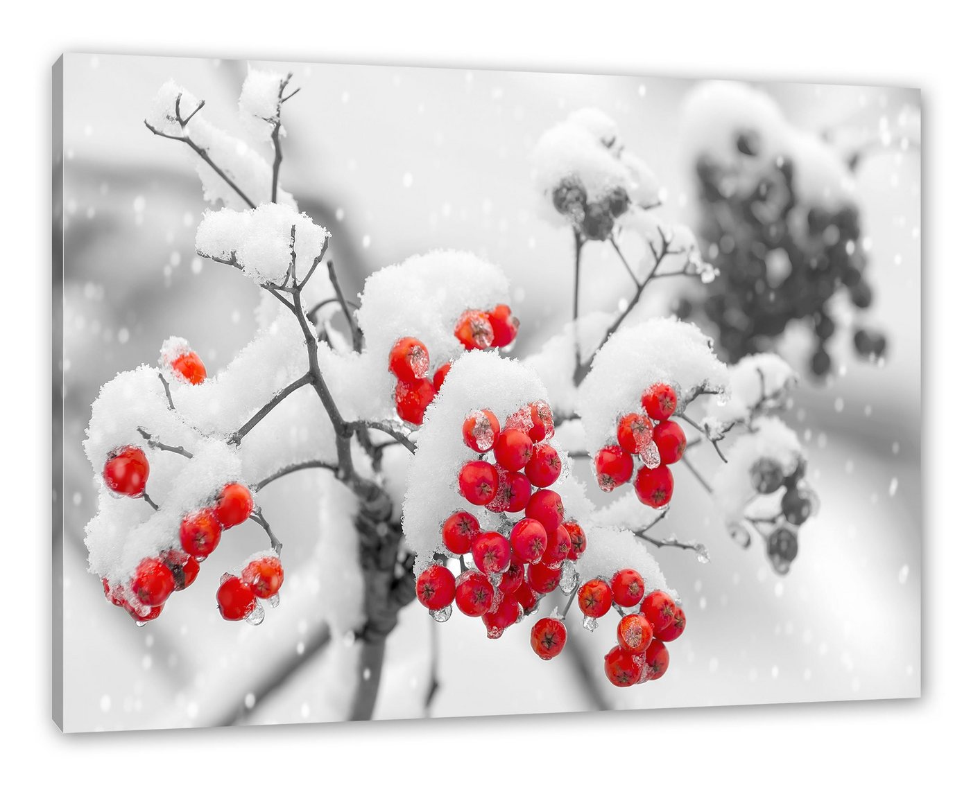 Pixxprint Leinwandbild Rote Vogelbeeren im Winter, Rote Vogelbeeren im Winter (1 St), Leinwandbild fertig bespannt, inkl. Zackenaufhänger von Pixxprint