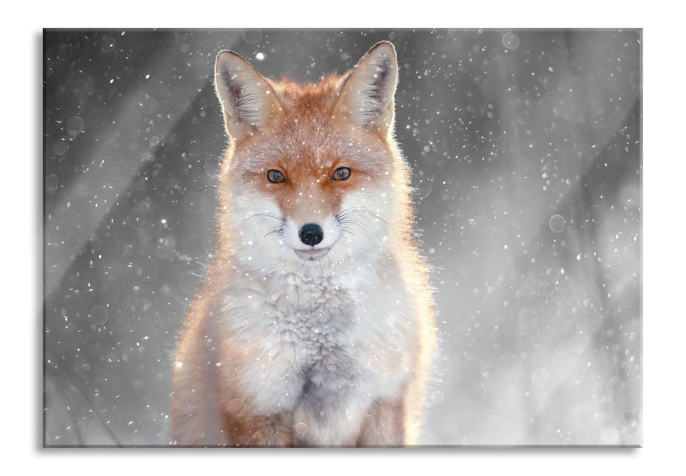 Pixxprint Glasbild Roter Fuchs im Winter B&W Detail, Roter Fuchs im Winter B&W Detail (1 St), Glasbild aus Echtglas, inkl. Aufhängungen und Abstandshalter von Pixxprint
