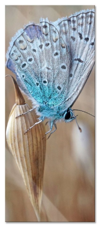 Pixxprint Glasbild Schmetterling auf Blume Natur Tier, Schmetterling auf Blume Natur Tier (1 St), Glasbild aus Echtglas, inkl. Aufhängungen und Abstandshalter von Pixxprint