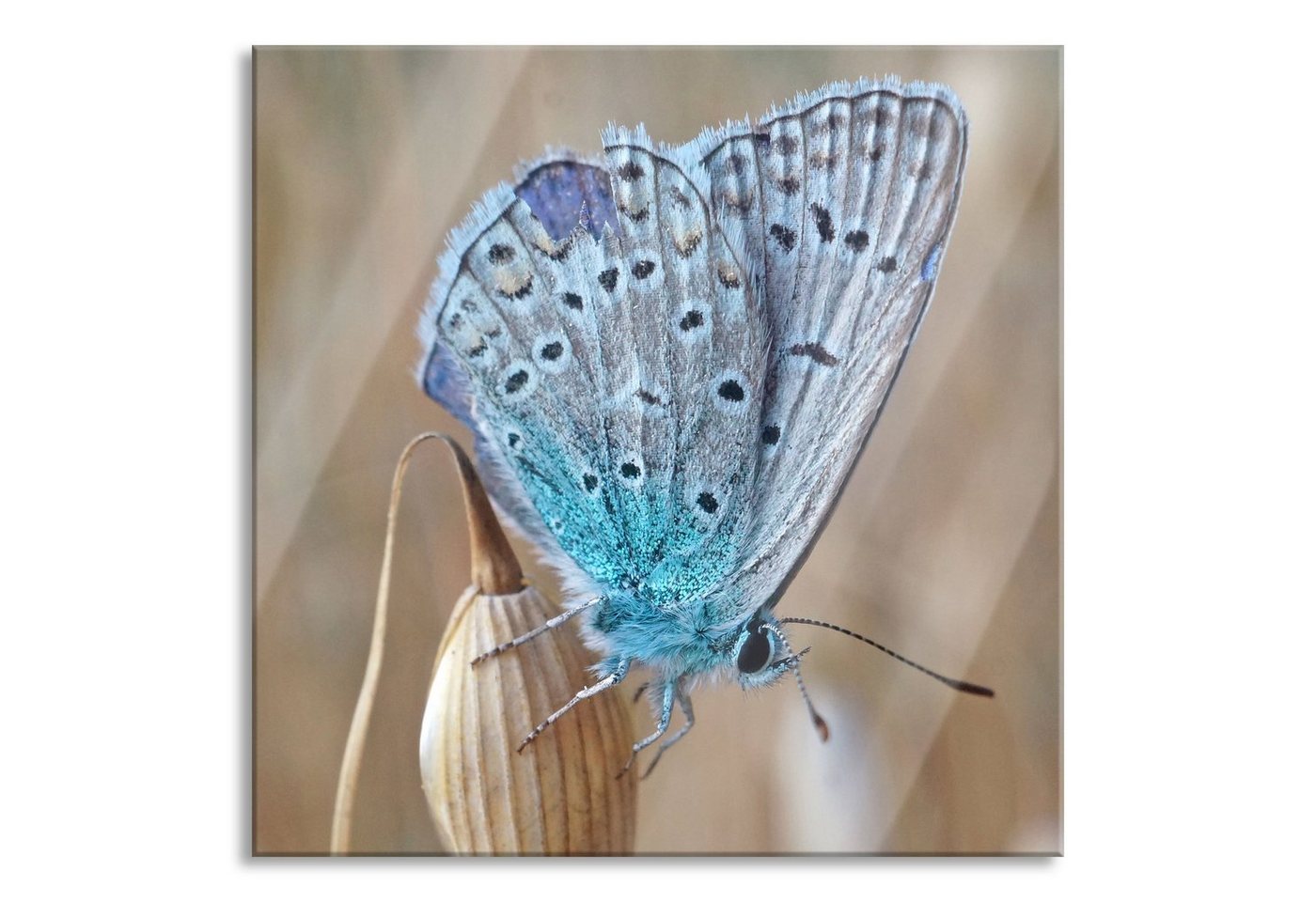 Pixxprint Glasbild Schmetterling auf Blume Natur Tier, Schmetterling auf Blume Natur Tier (1 St), Glasbild aus Echtglas, inkl. Aufhängungen und Abstandshalter von Pixxprint