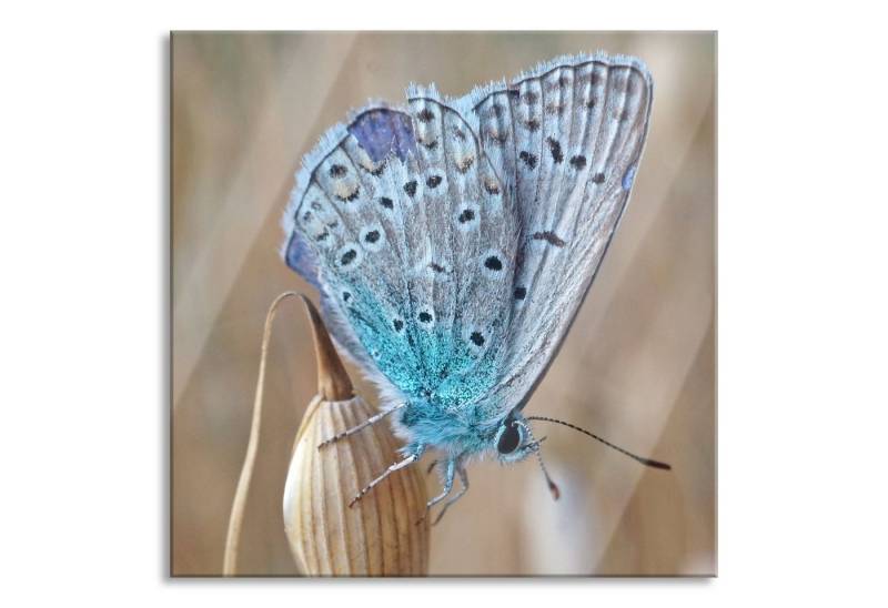 Pixxprint Glasbild Schmetterling auf Blume Natur Tier, Schmetterling auf Blume Natur Tier (1 St), Glasbild aus Echtglas, inkl. Aufhängungen und Abstandshalter von Pixxprint
