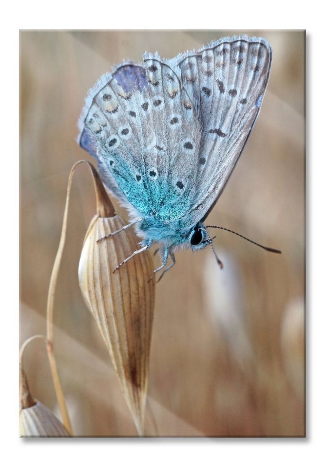 Pixxprint Glasbild Schmetterling auf Blume Natur Tier, Schmetterling auf Blume Natur Tier (1 St), Glasbild aus Echtglas, inkl. Aufhängungen und Abstandshalter von Pixxprint