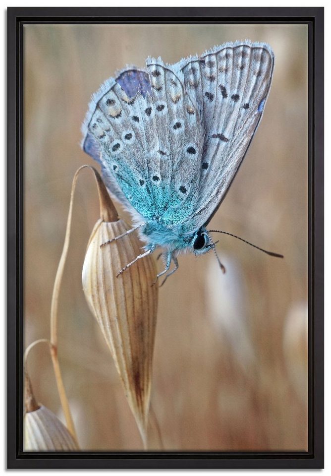 Pixxprint Leinwandbild Schmetterling auf Blume Natur Tier, Wanddekoration (1 St), Leinwandbild fertig bespannt, in einem Schattenfugen-Bilderrahmen gefasst, inkl. Zackenaufhänger von Pixxprint