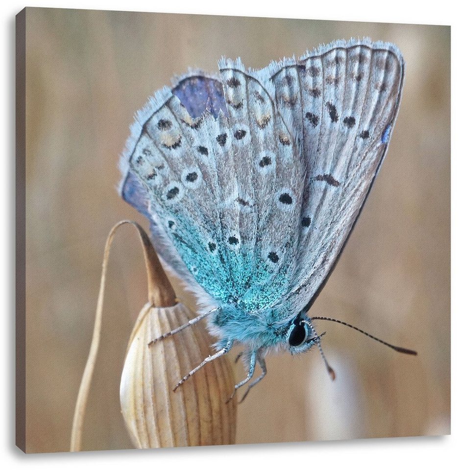 Pixxprint Leinwandbild Schmetterling auf Blume Natur Tier, Schmetterling auf Blume Natur Tier (1 St), Leinwandbild fertig bespannt, inkl. Zackenaufhänger von Pixxprint