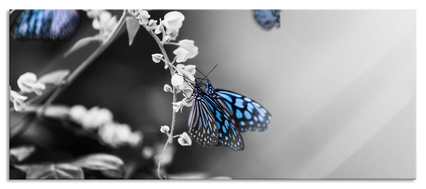 Pixxprint Glasbild Schmetterlinge auf Blumen, Schmetterlinge auf Blumen (1 St), Glasbild aus Echtglas, inkl. Aufhängungen und Abstandshalter von Pixxprint