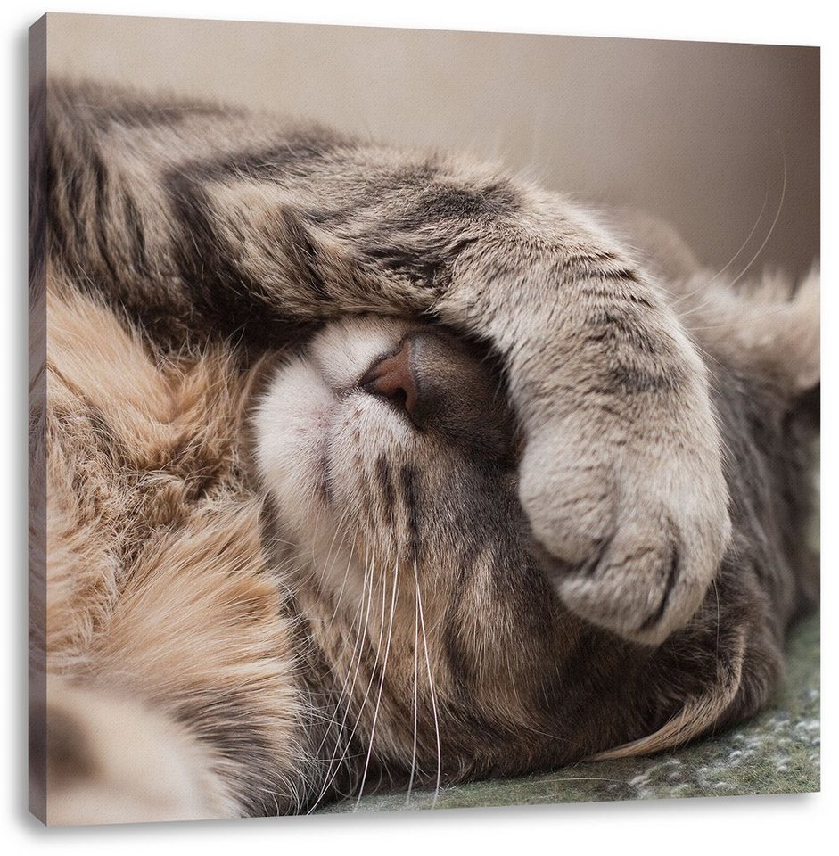 Pixxprint Leinwandbild Schüchterne niedliche Katze, Schüchterne niedliche Katze (1 St), Leinwandbild fertig bespannt, inkl. Zackenaufhänger von Pixxprint