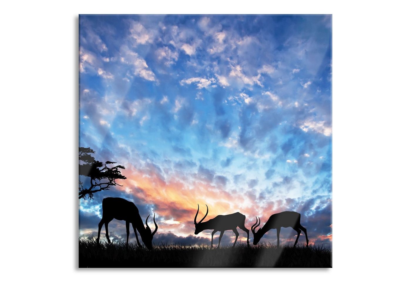 Pixxprint Glasbild Tiere in der Natur am Abend, Tiere in der Natur am Abend (1 St), Glasbild aus Echtglas, inkl. Aufhängungen und Abstandshalter von Pixxprint