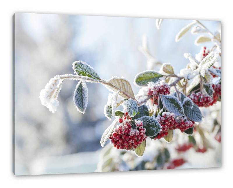 Pixxprint Leinwandbild Vogelbeeren im Winter, Vogelbeeren im Winter (1 St), Leinwandbild fertig bespannt, inkl. Zackenaufhänger von Pixxprint