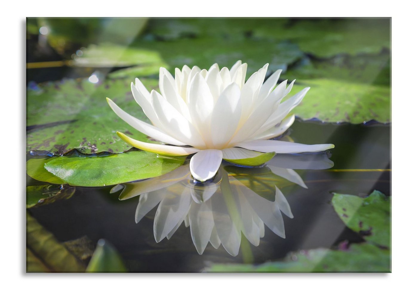 Pixxprint Glasbild Weiße Lotusblume im Wasser, Weiße Lotusblume im Wasser (1 St), Glasbild aus Echtglas, inkl. Aufhängungen und Abstandshalter von Pixxprint
