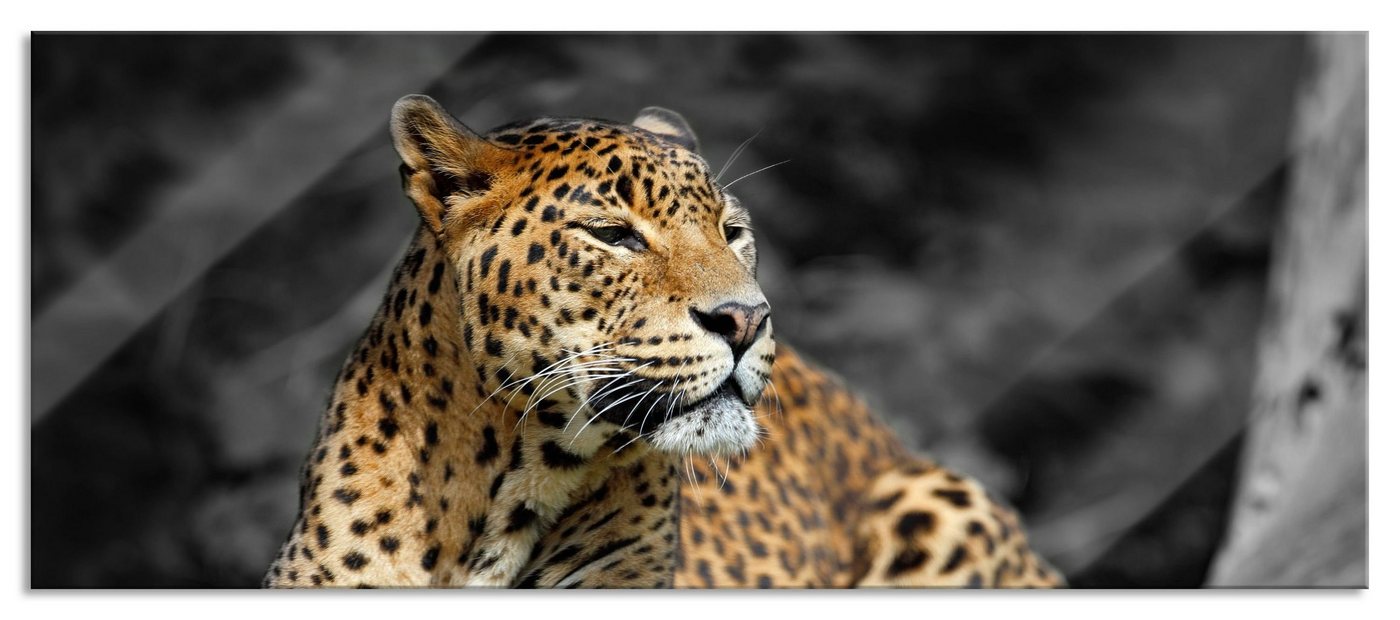 Pixxprint Glasbild Wunderschöner Leopard in der Natur, Wunderschöner Leopard in der Natur (1 St), Glasbild aus Echtglas, inkl. Aufhängungen und Abstandshalter von Pixxprint