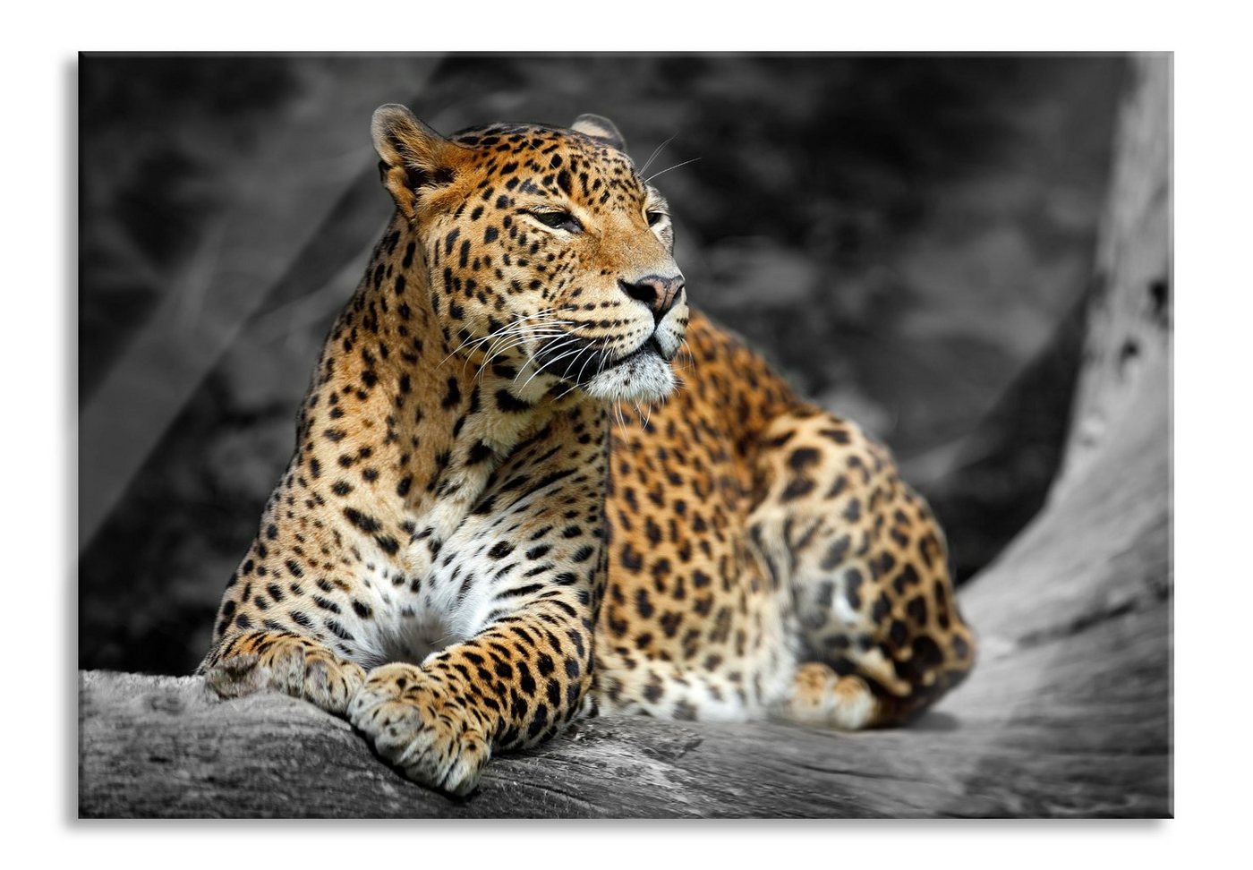 Pixxprint Glasbild Wunderschöner Leopard in der Natur, Wunderschöner Leopard in der Natur (1 St), Glasbild aus Echtglas, inkl. Aufhängungen und Abstandshalter von Pixxprint