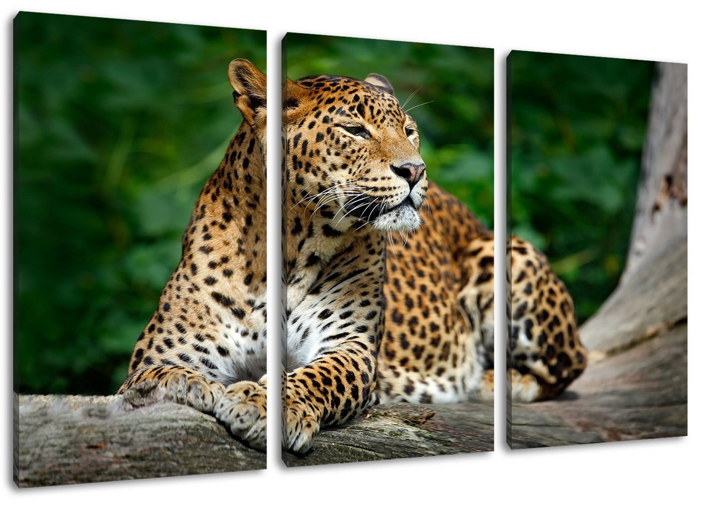 Pixxprint Leinwandbild Wunderschöner Leopard in der Natur, Wunderschöner Leopard in der Natur 3Teiler (120x80cm) (1 St), Leinwandbild fertig bespannt, inkl. Zackenaufhänger von Pixxprint