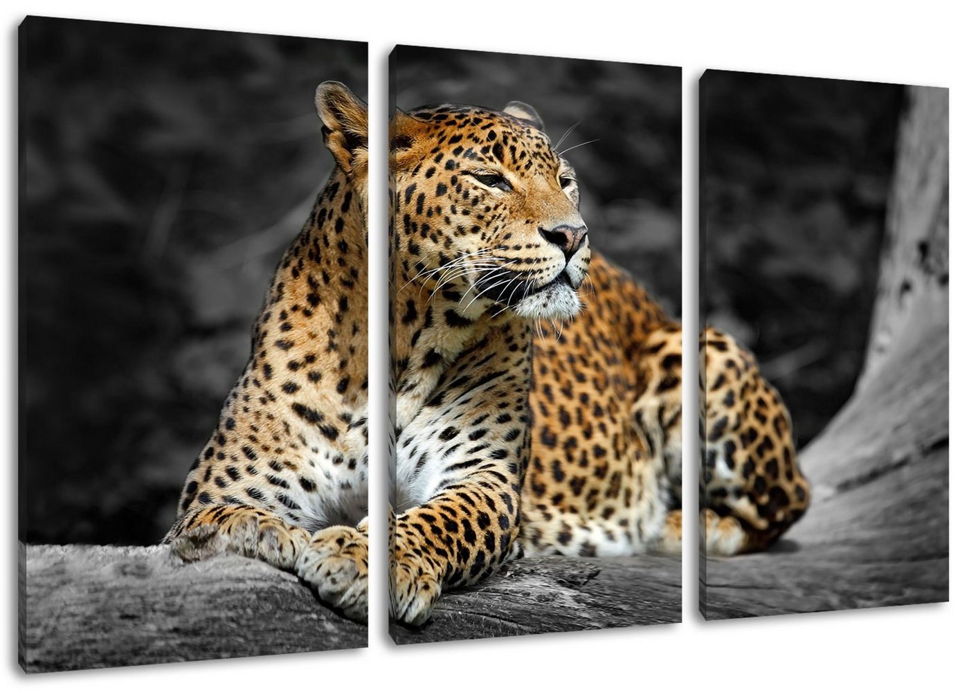 Pixxprint Leinwandbild Wunderschöner Leopard in der Natur, Wunderschöner Leopard in der Natur 3Teiler (120x80cm) (1 St), Leinwandbild fertig bespannt, inkl. Zackenaufhänger von Pixxprint