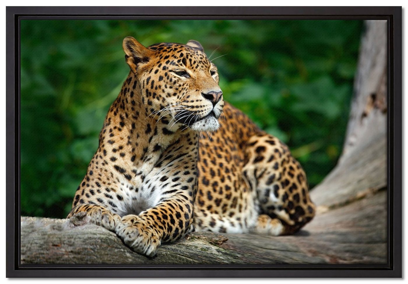 Pixxprint Leinwandbild Wunderschöner Leopard in der Natur, Wanddekoration (1 St), Leinwandbild fertig bespannt, in einem Schattenfugen-Bilderrahmen gefasst, inkl. Zackenaufhänger von Pixxprint