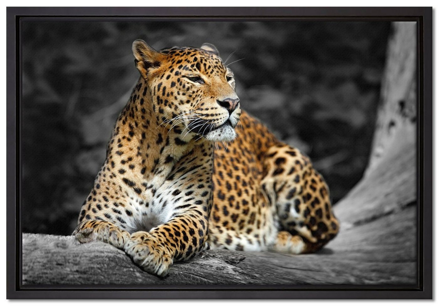 Pixxprint Leinwandbild Wunderschöner Leopard in der Natur, Wanddekoration (1 St), Leinwandbild fertig bespannt, in einem Schattenfugen-Bilderrahmen gefasst, inkl. Zackenaufhänger von Pixxprint