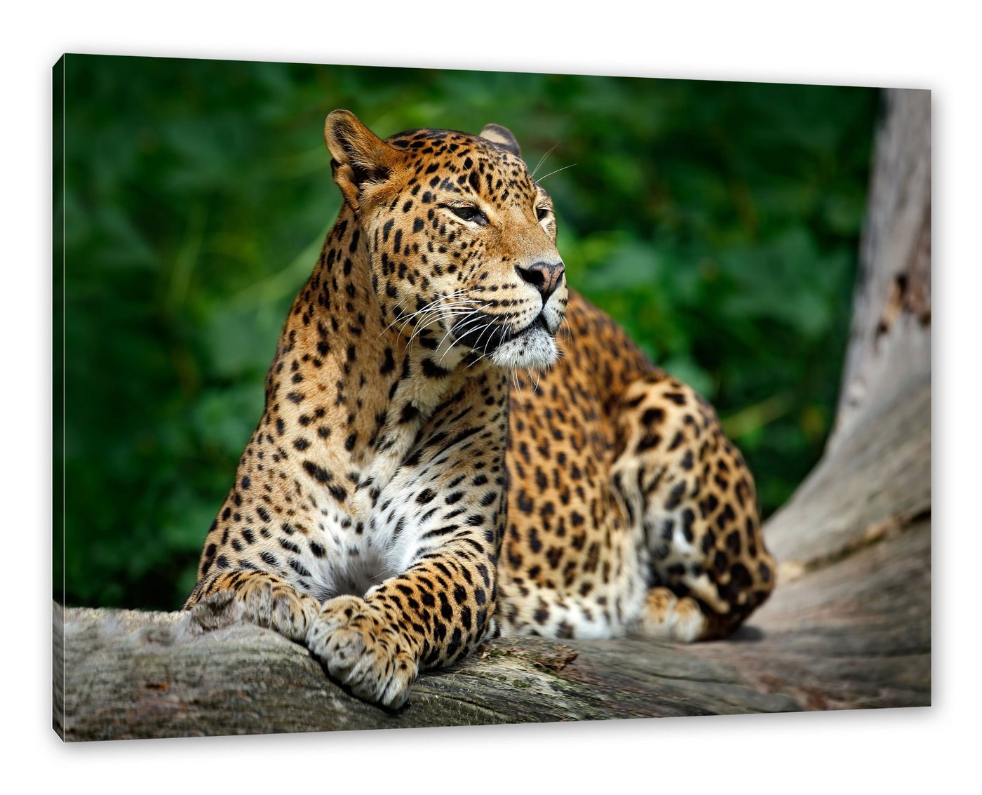 Pixxprint Leinwandbild Wunderschöner Leopard in der Natur, Wunderschöner Leopard in der Natur (1 St), Leinwandbild fertig bespannt, inkl. Zackenaufhänger von Pixxprint