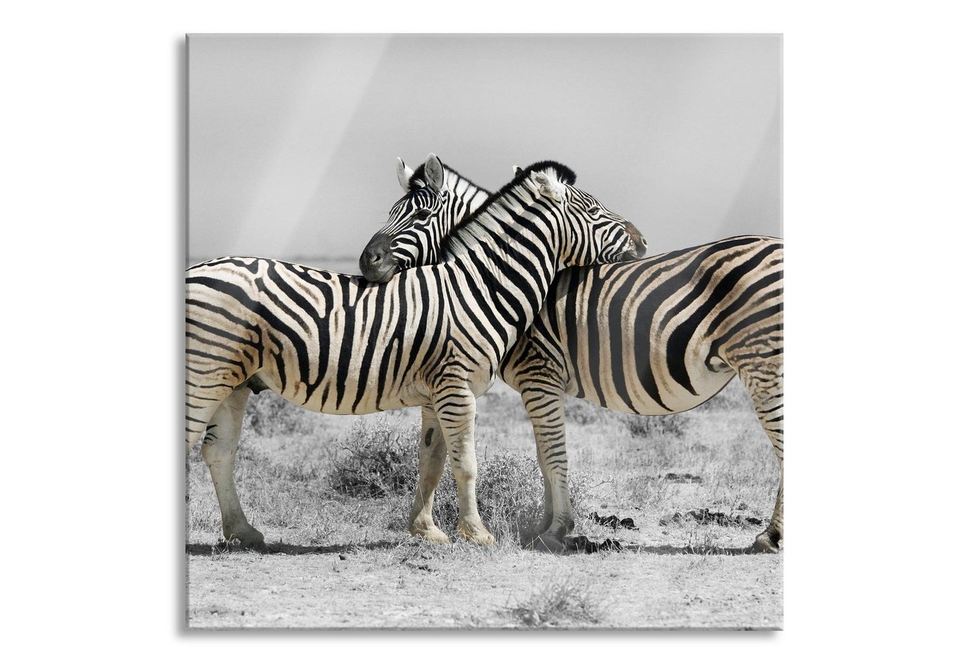Pixxprint Glasbild Zebras in der Savanne, Zebras in der Savanne (1 St), Glasbild aus Echtglas, inkl. Aufhängungen und Abstandshalter von Pixxprint