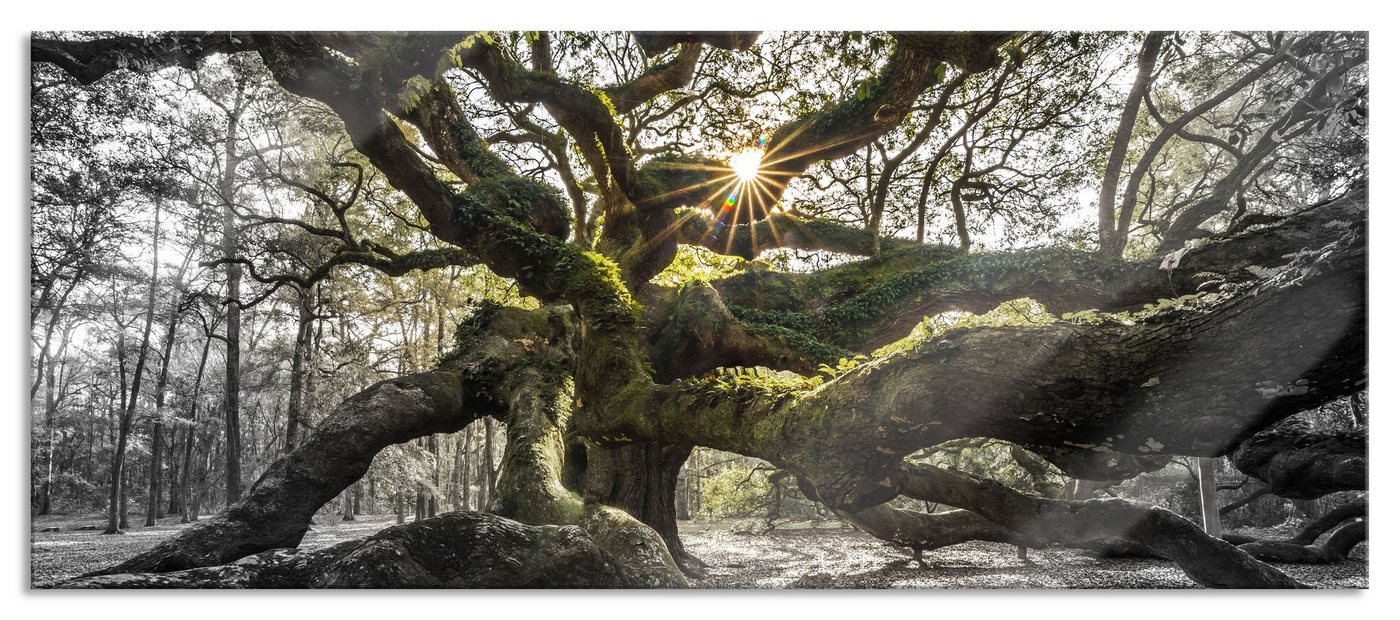 Pixxprint Glasbild gigantisch verzweigter Baum, gigantisch verzweigter Baum (1 St), Glasbild aus Echtglas, inkl. Aufhängungen und Abstandshalter von Pixxprint