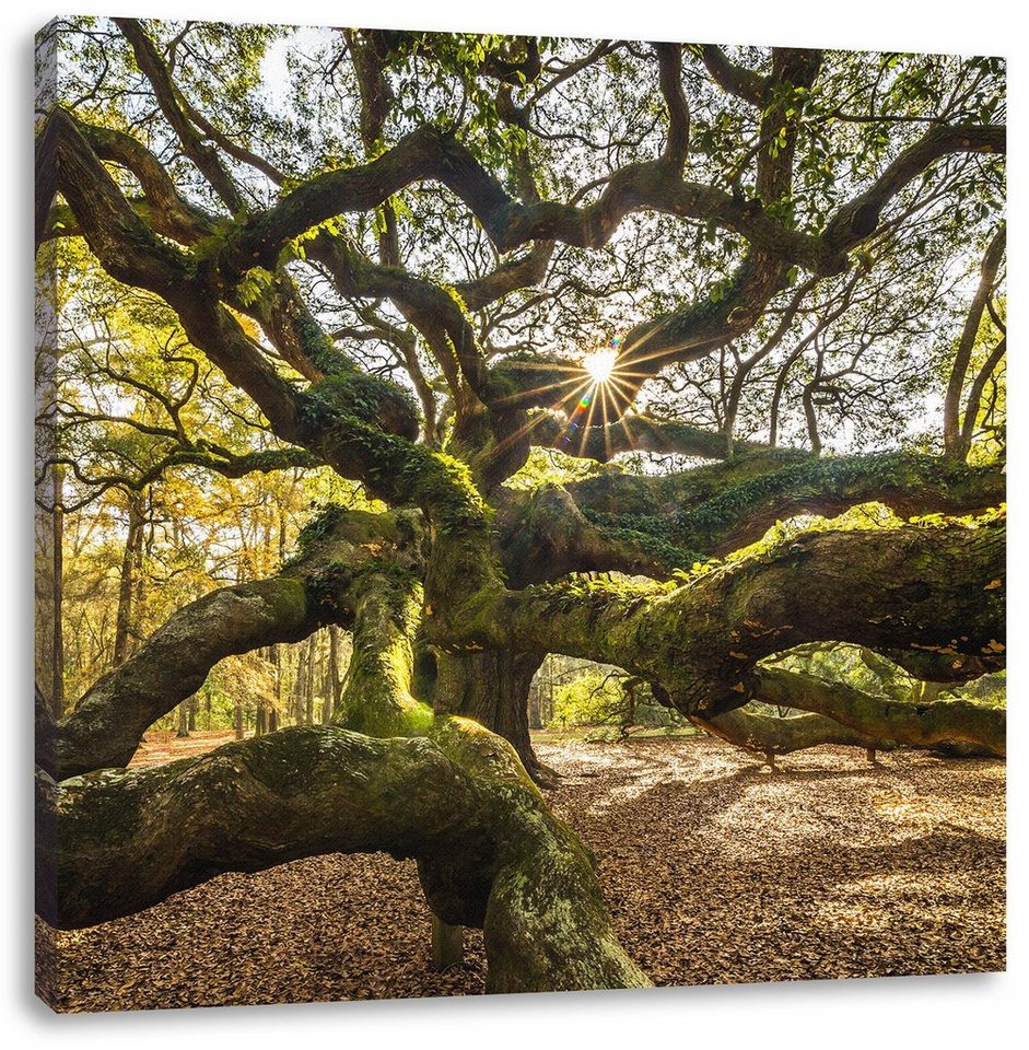 Pixxprint Leinwandbild gigantisch verzweigter Baum, gigantisch verzweigter Baum (1 St), Leinwandbild fertig bespannt, inkl. Zackenaufhänger von Pixxprint