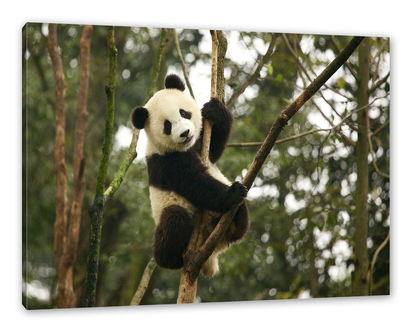 Pixxprint Leinwandbild niedlicher Pandabär auf Baum, niedlicher Pandabär auf Baum (1 St), Leinwandbild fertig bespannt, inkl. Zackenaufhänger von Pixxprint