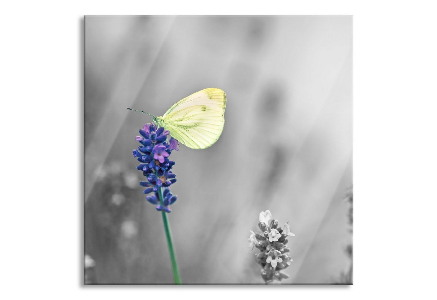 Pixxprint Glasbild schöner Schmetterling auf Lavendel, schöner Schmetterling auf Lavendel (1 St), Glasbild aus Echtglas, inkl. Aufhängungen und Abstandshalter von Pixxprint