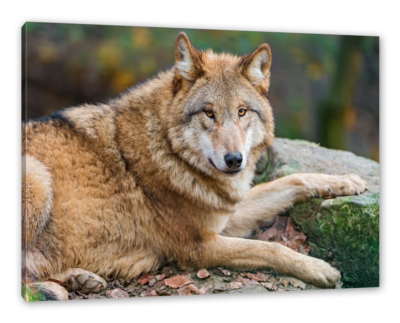 Pixxprint Leinwandbild stolzer Wolf auf Stein, stolzer Wolf auf Stein (1 St), Leinwandbild fertig bespannt, inkl. Zackenaufhänger von Pixxprint