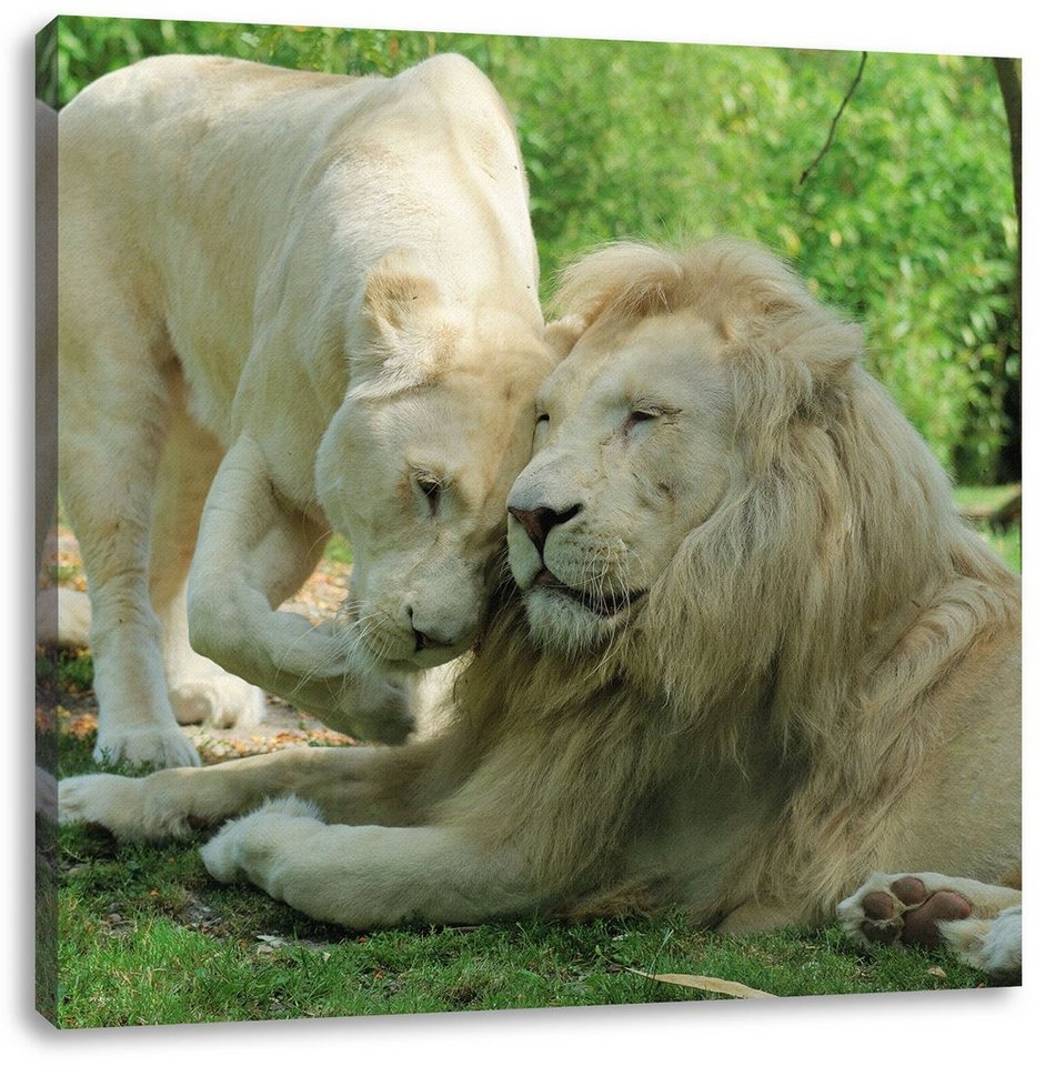 Pixxprint Leinwandbild verliebtes Löwenpaar, verliebtes Löwenpaar (1 St), Leinwandbild fertig bespannt, inkl. Zackenaufhänger von Pixxprint
