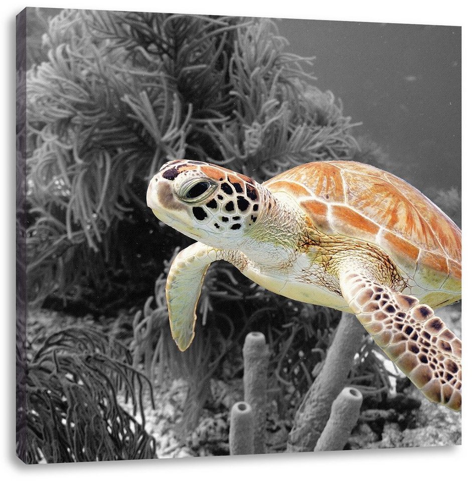 Pixxprint Leinwandbild wunderschöne Meeresschildkröte, wunderschöne Meeresschildkröte (1 St), Leinwandbild fertig bespannt, inkl. Zackenaufhänger von Pixxprint