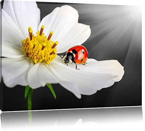 Pixxprint Marienkäfer auf Einer weißen Blume, Größe: 80x60cm, Leinwandbild, fertig gespannt, Wandbild, Dekoration, Kunstdruck, kein Poster von Pixxprint