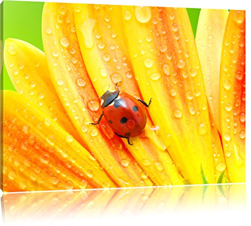Pixxprint Marienkäfer auf gelber Blume, Größe: 120x80cm, Leinwandbild, fertig gespannt, Wandbild, Dekoration, Kunstdruck, kein Poster von Pixxprint