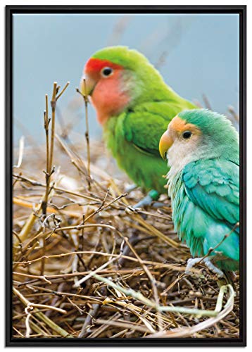 Pixxprint Papageien im Nest Leinwandbild 100x70 cm im Bilderahmen, Wandbild, Schattenfugenrahmen, Kein Poster Pixxprint Papageien im Nest Leinwandbild 100x70 cm im Bilderahmen, Wandbild, Schattenfugenrahmen, Kein Poster von Pixxprint