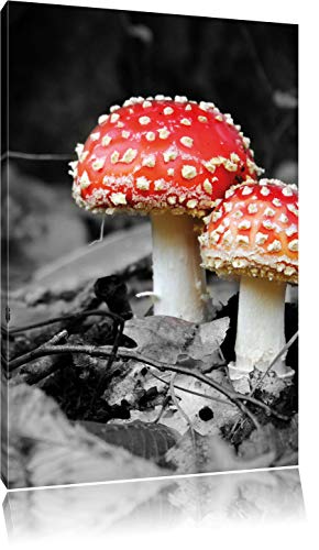 Pixxprint Zwei Kleine Fliegenpilze im Wald, Größe: 100x70cm, Leinwandbild, fertig gespannt, Wandbild, Dekoration, Kunstdruck, kein Poster Pixxprint Zwei Kleine Fliegenpilze im Wald, Größe: 100x70cm, Leinwandbild, fertig gespannt, Wandbild, Dekoration, Kunstdruck, kein Poster von Pixxprint