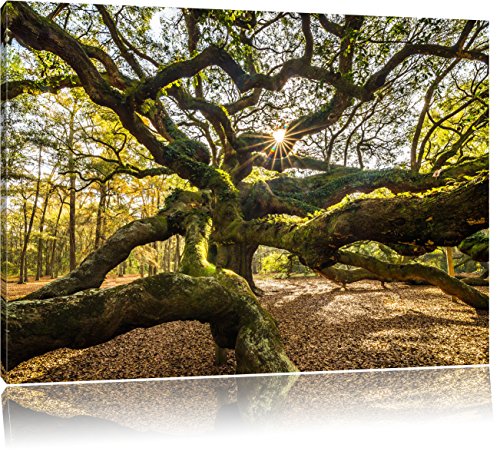 Pixxprint gigantisch verwzeigter Baum, Größe: 100x70cm, Leinwandbild, fertig gespannt, Wandbild, Dekoration, Kunstdruck, kein Poster von Pixxprint