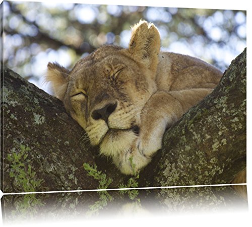 Pixxprint müde Löwin ruht auf Baum, Größe: 120x80cm, Leinwandbild, fertig gespannt, Wandbild, Dekoration, Kunstdruck, kein Poster Pixxprint müde Löwin ruht auf Baum, Größe: 120x80cm, Leinwandbild, fertig gespannt, Wandbild, Dekoration, Kunstdruck, kein Poster von Pixxprint