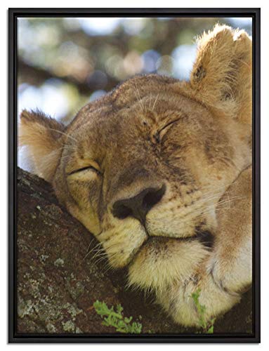 Pixxprint müde Löwin ruht auf Baum Leinwandbild 80x60 cm im Bilderahmen, Wandbild, Schattenfugenrahmen, Kein Poster von Pixxprint