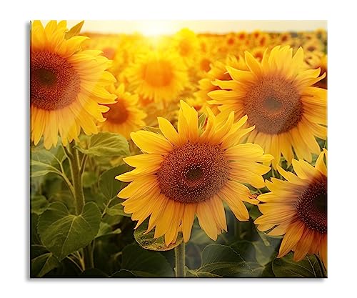 Sonnenblumen auf dem Feld Herdabdeckplatte & Spritzschutz aus Echtglas | Für Herd-Kochfelder | 60x52 cm von Pixxprint